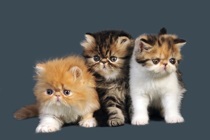 Perzische kittens op grijze achtergrond