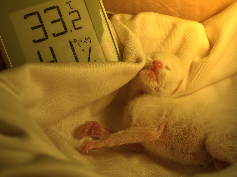 kitten onder warmtelamp