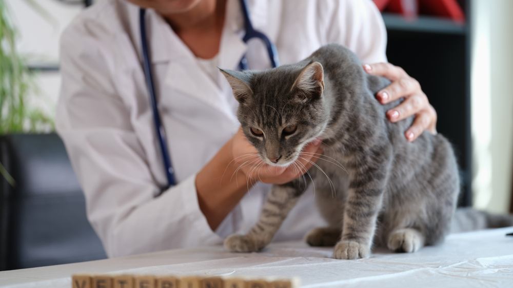dierenarts houdt zieke kat vast