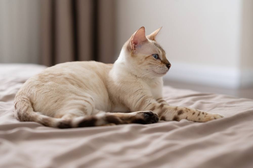zwangere lichtbruine kat ligt op het bed
