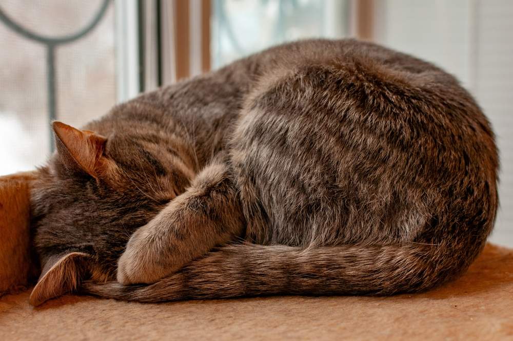 Grijs gestreepte kat slaapt met haar snuit bedekt door een poot
