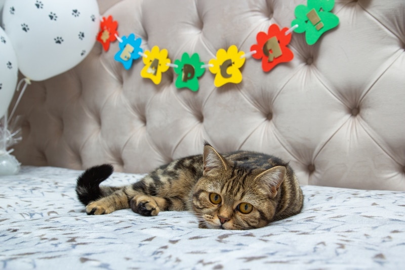 Kat viert verjaardag