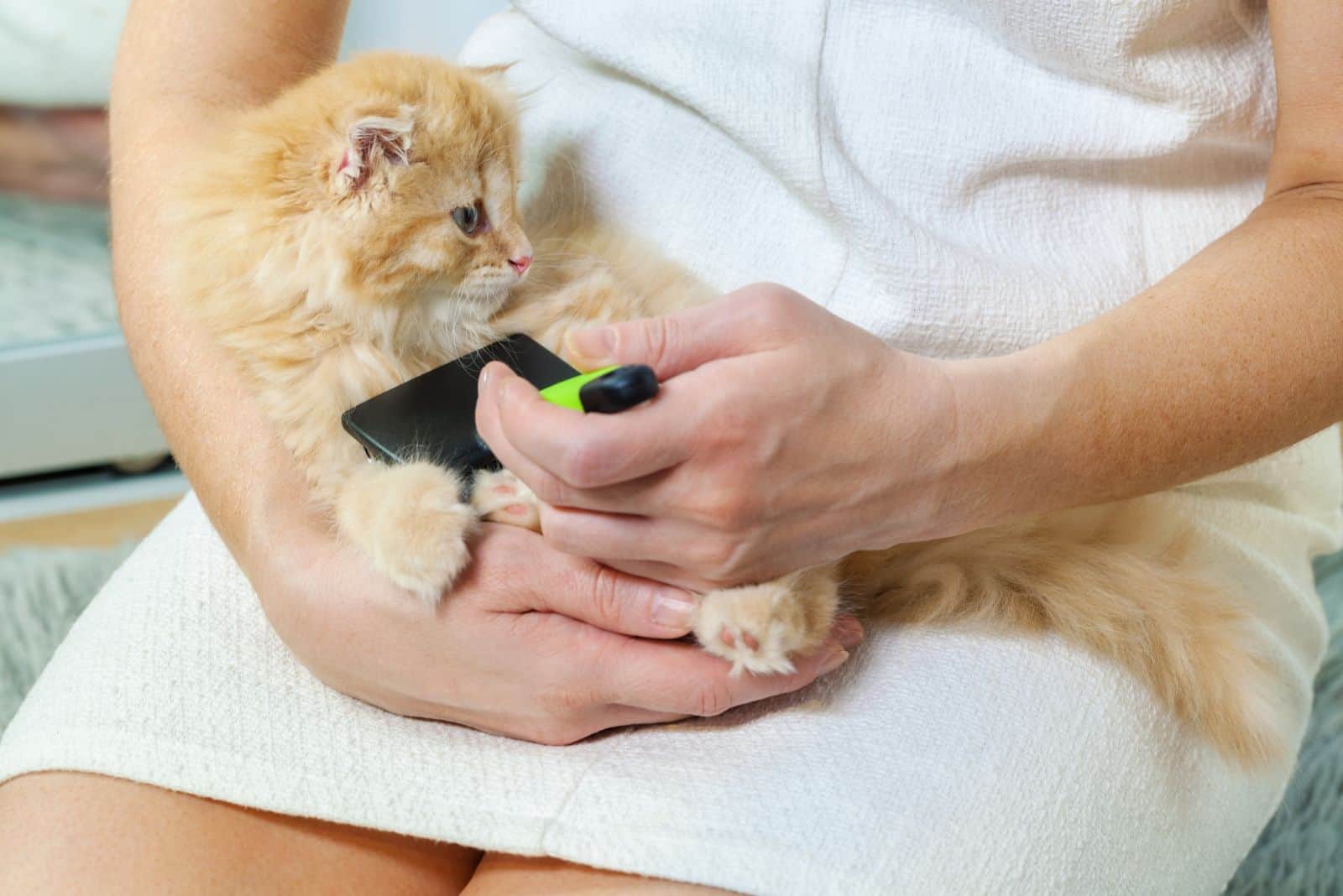 Een vrouw borstelt een kitten op haar schoot
