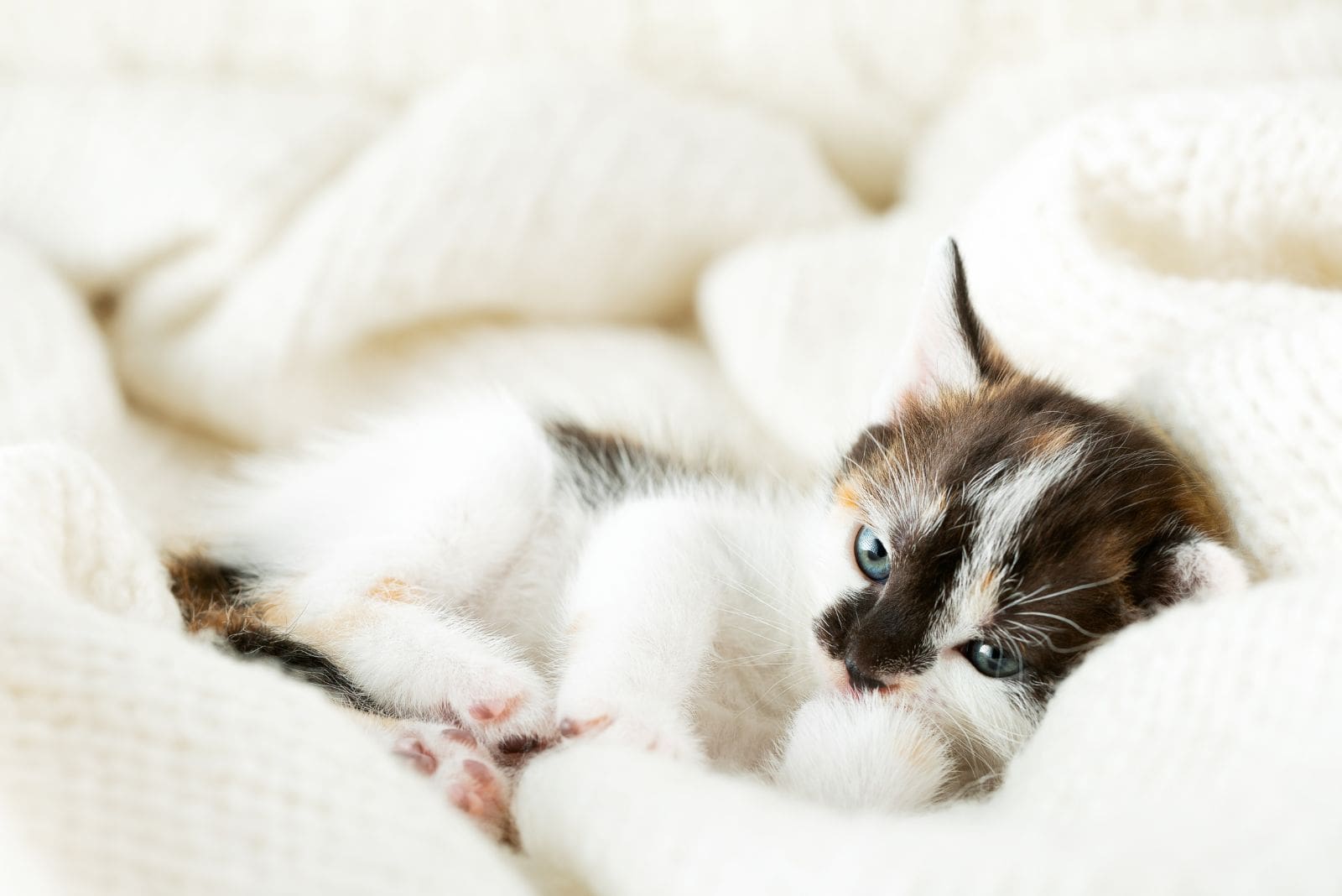een klein katje ligt op een witte deken