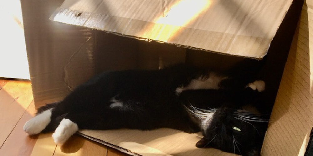 Serafina zonnebaden in een kartonnen doos