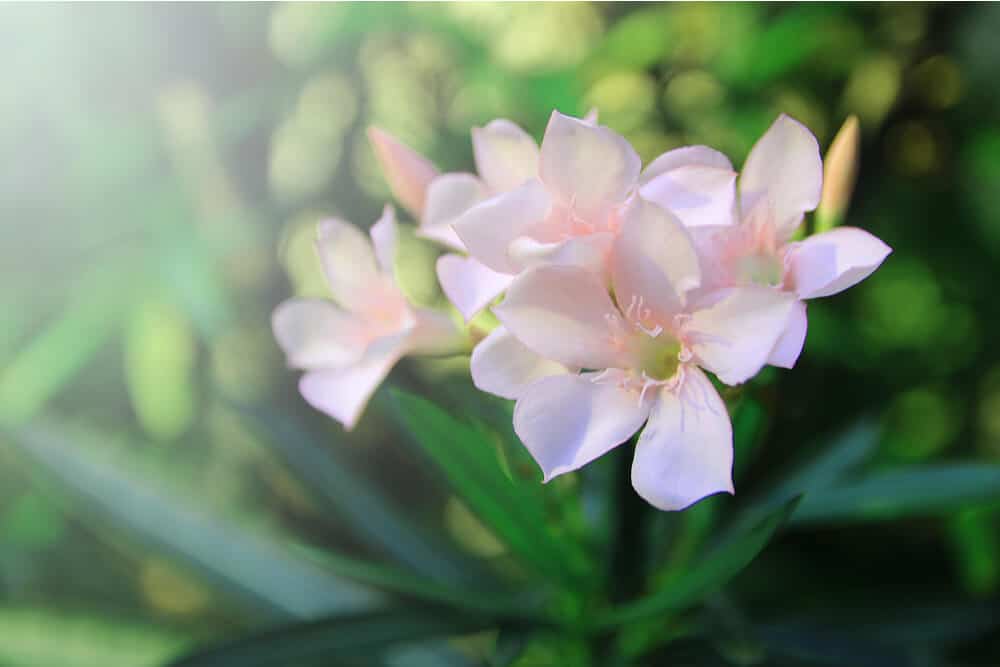 Lichtroze oleanderbloemen