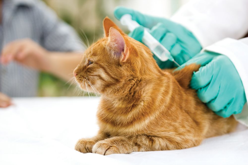 dierenarts die het vaccin aan de kat geeft