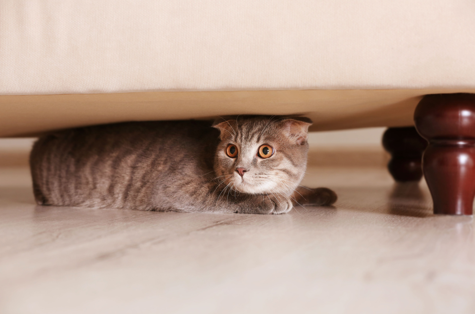 kat verstopt onder een bank