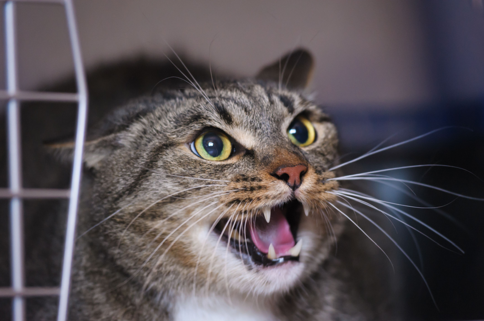 Close-up foto van een boze kat