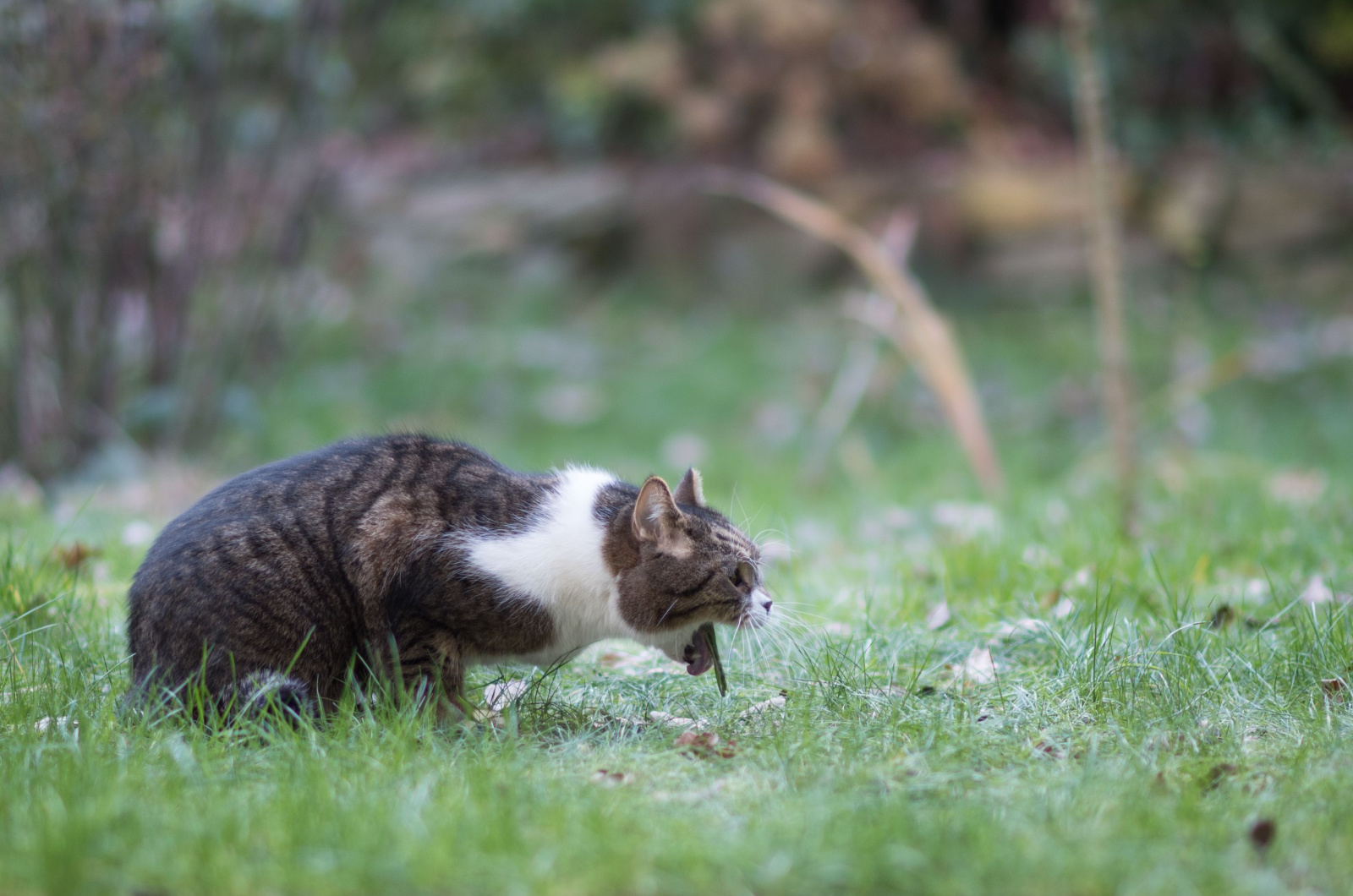 zijaanzicht van een tabby kat braaksel in achtertuin