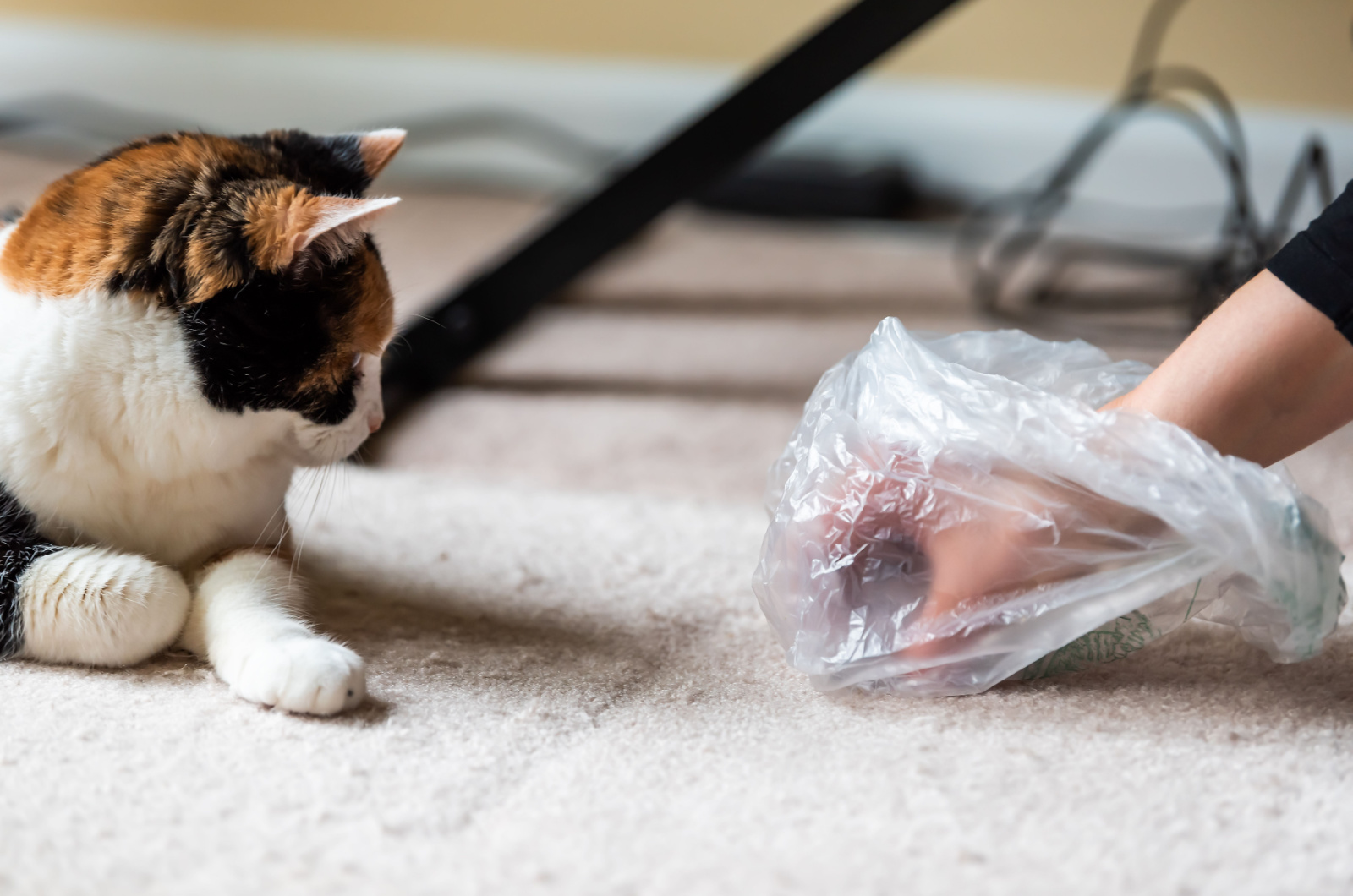 vrouw die haarbal braaksel vlek en kat die kijkt