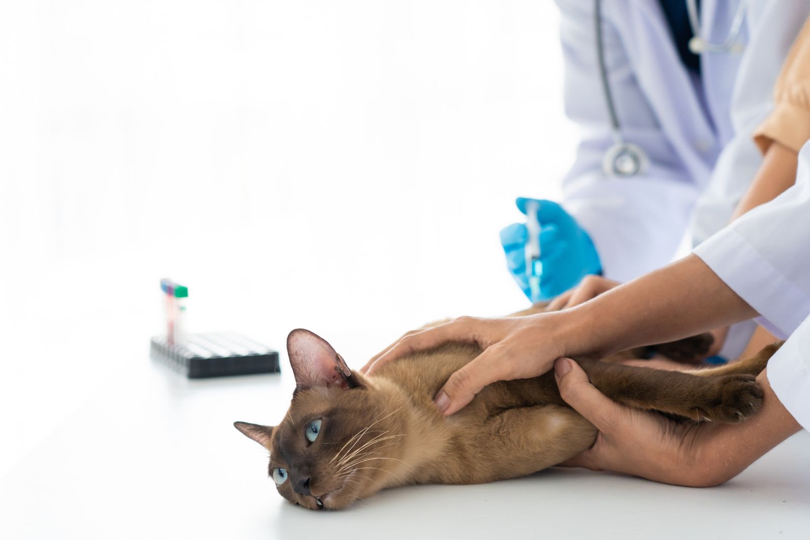 Een dierenarts euthanaseert een zieke kat