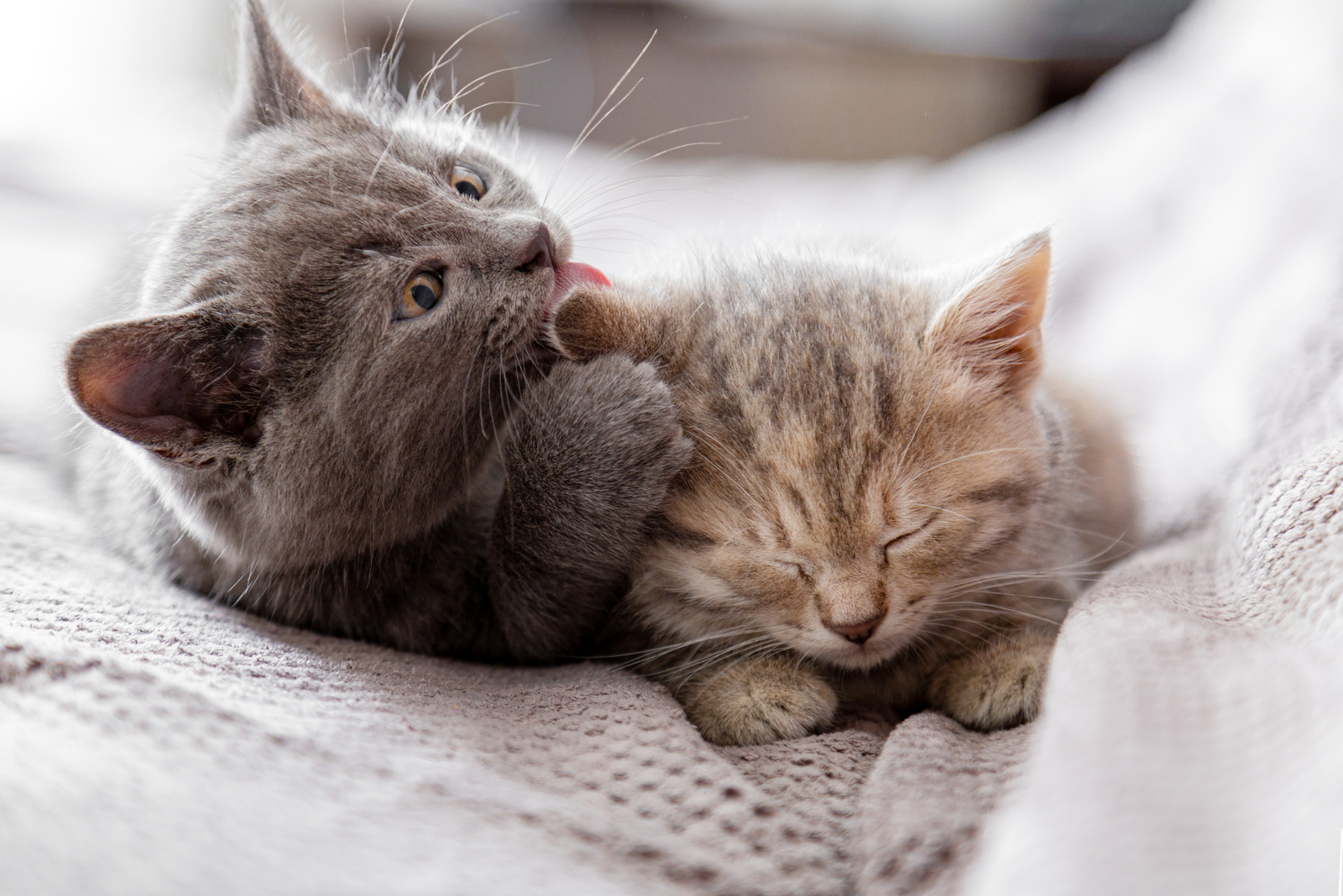 Klein grijs kitten likt oor van tabby kitten