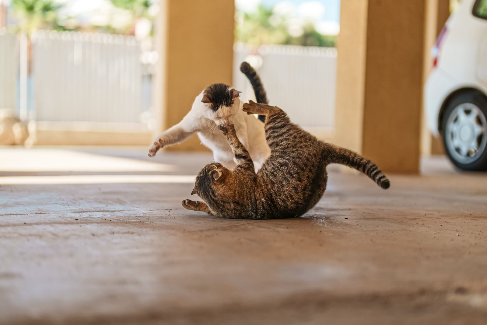 Twee katten vechten op de stoep