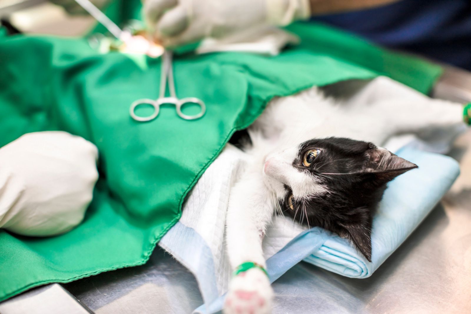 sterilisatie van de kat bij de dierenarts