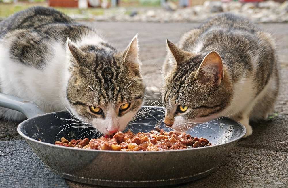 Twee kittens die eten in een aangename omgeving