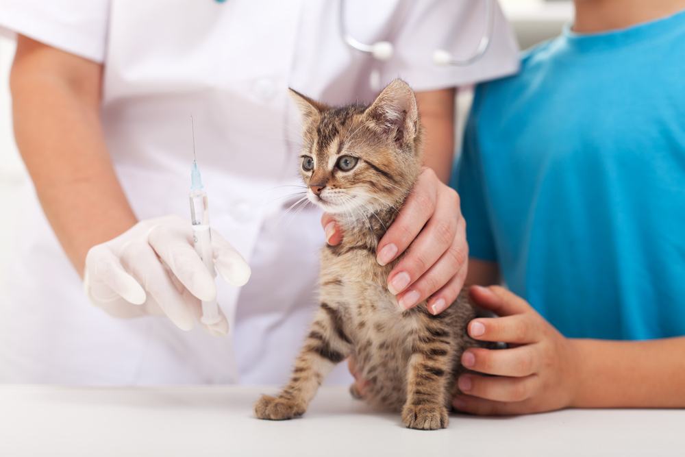 Klein kitten bij de dierenarts - een vaccin krijgen