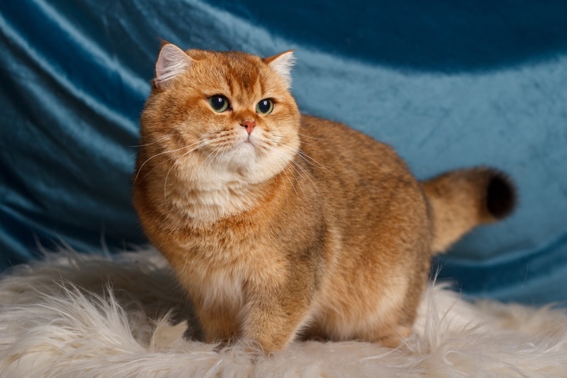 Britse korthaar kat op tapijt