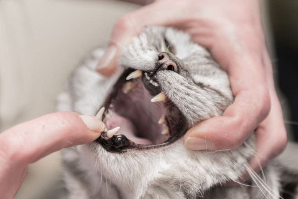 zwarte vlekken op het tandvlees van een grijze kat