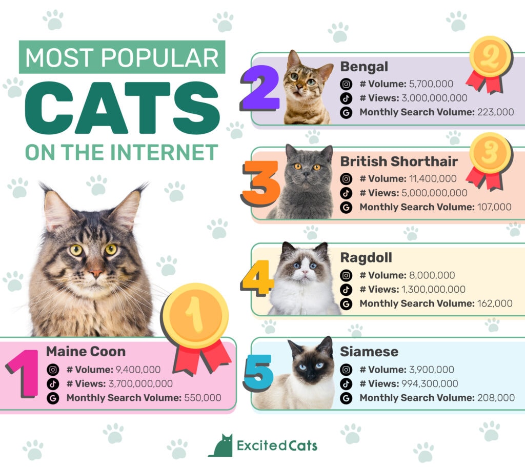 ExcitedCats_Most populaire katten op internet