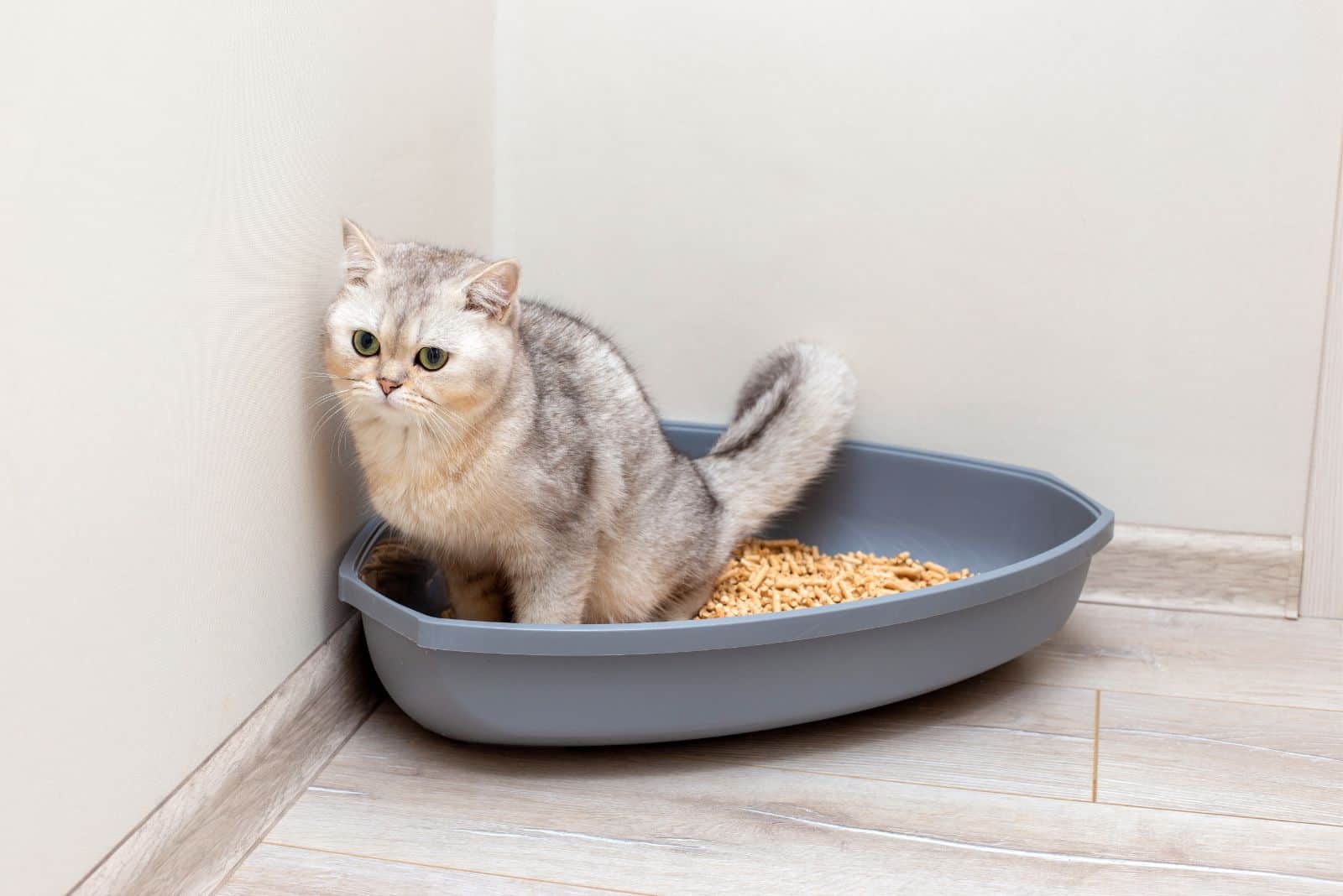 Een mooie grijze Britse kat poept in een grote grijze driehoekige plastic kattenbak