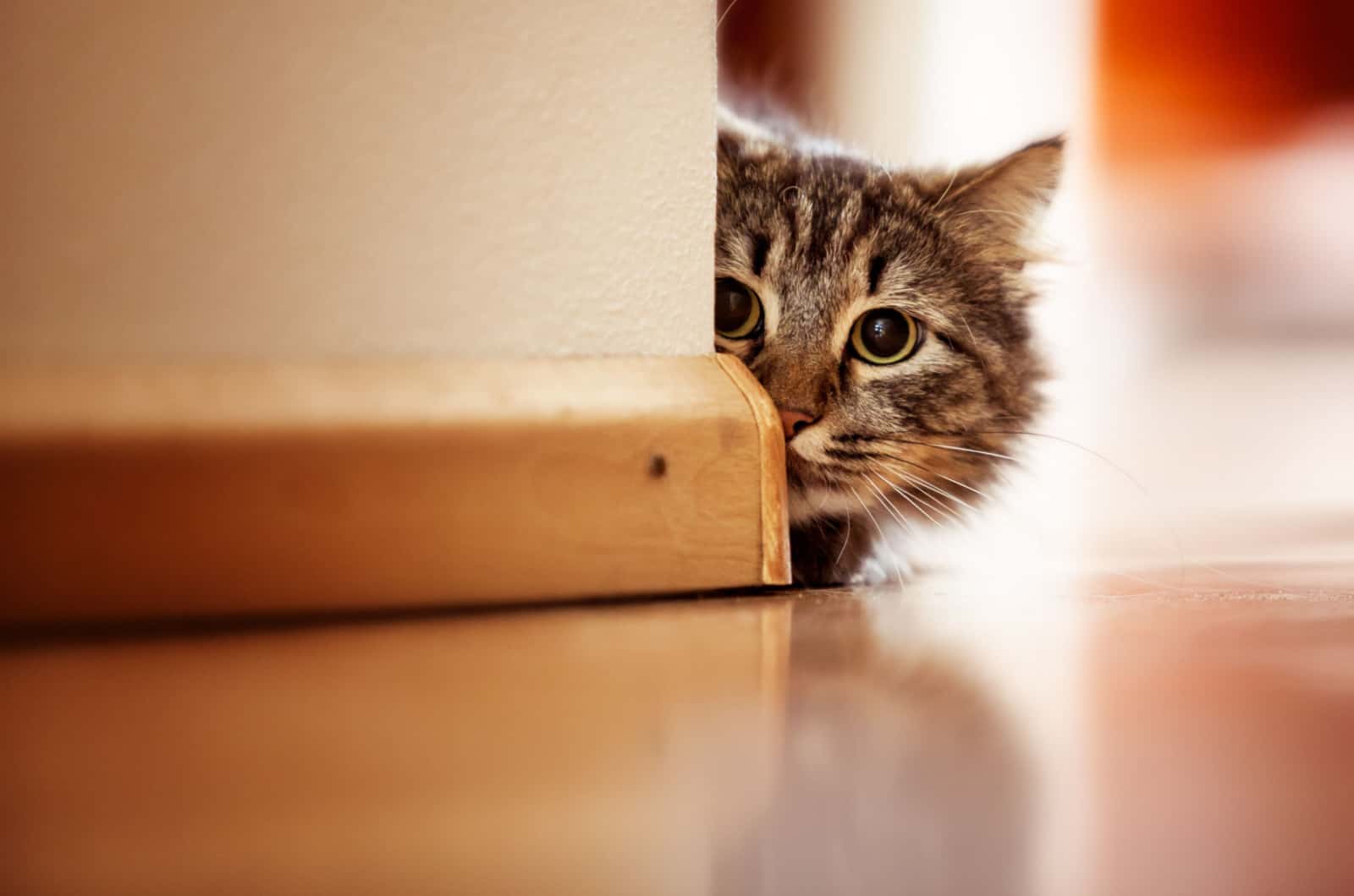 nieuwsgierige kat
