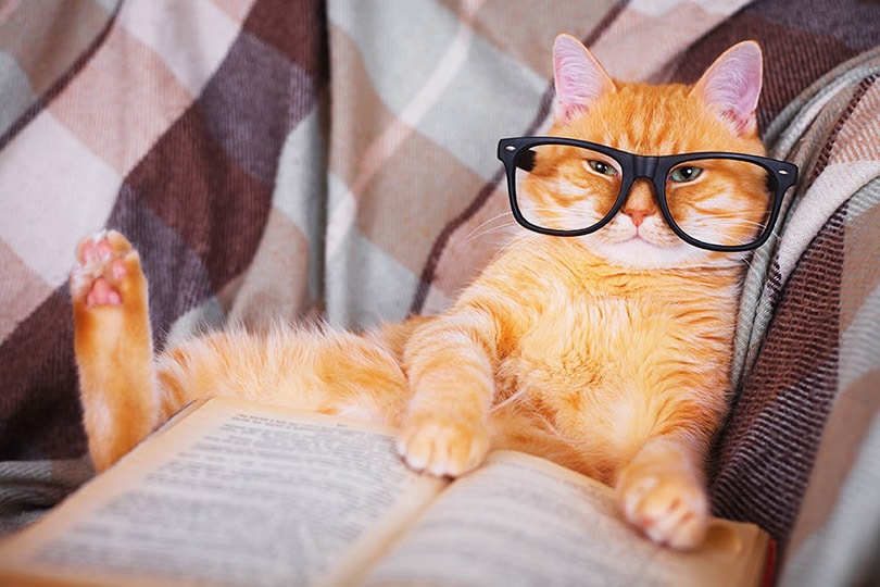 oranje kat in bril met boek