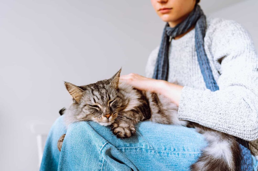 8 tekenen dat uw nieuwe kat zich goed aanpast aan haar omgeving