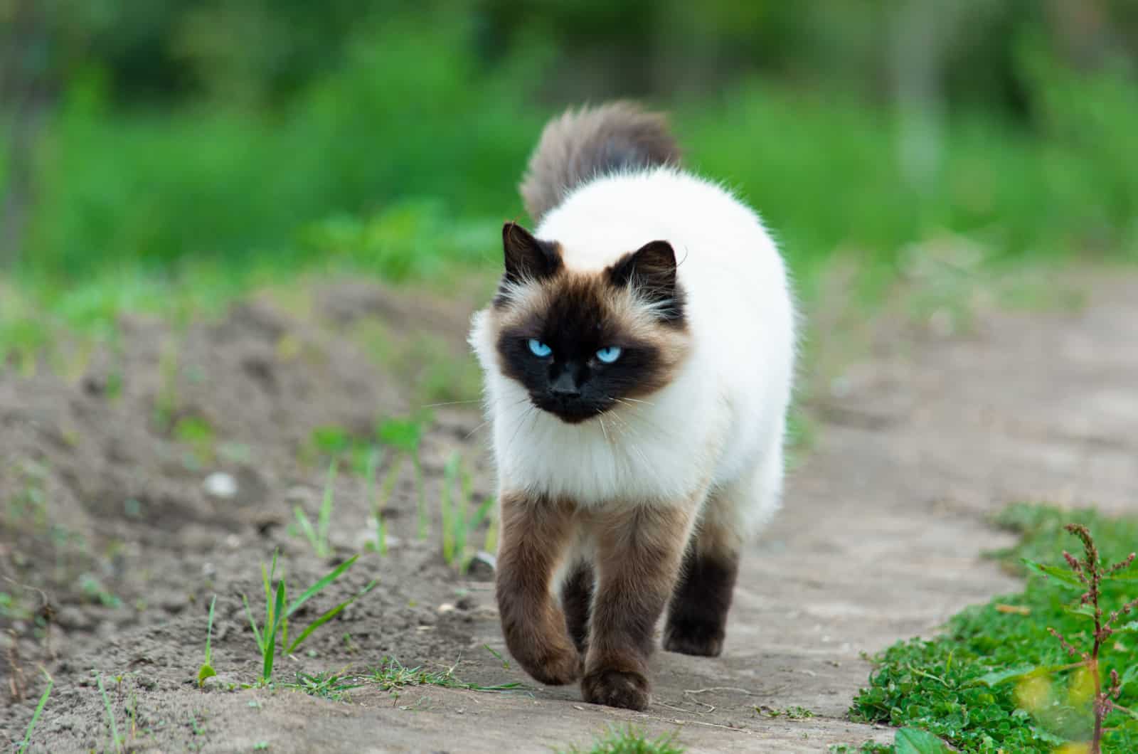 Himalaya Siamese kat wandelen in de natuur