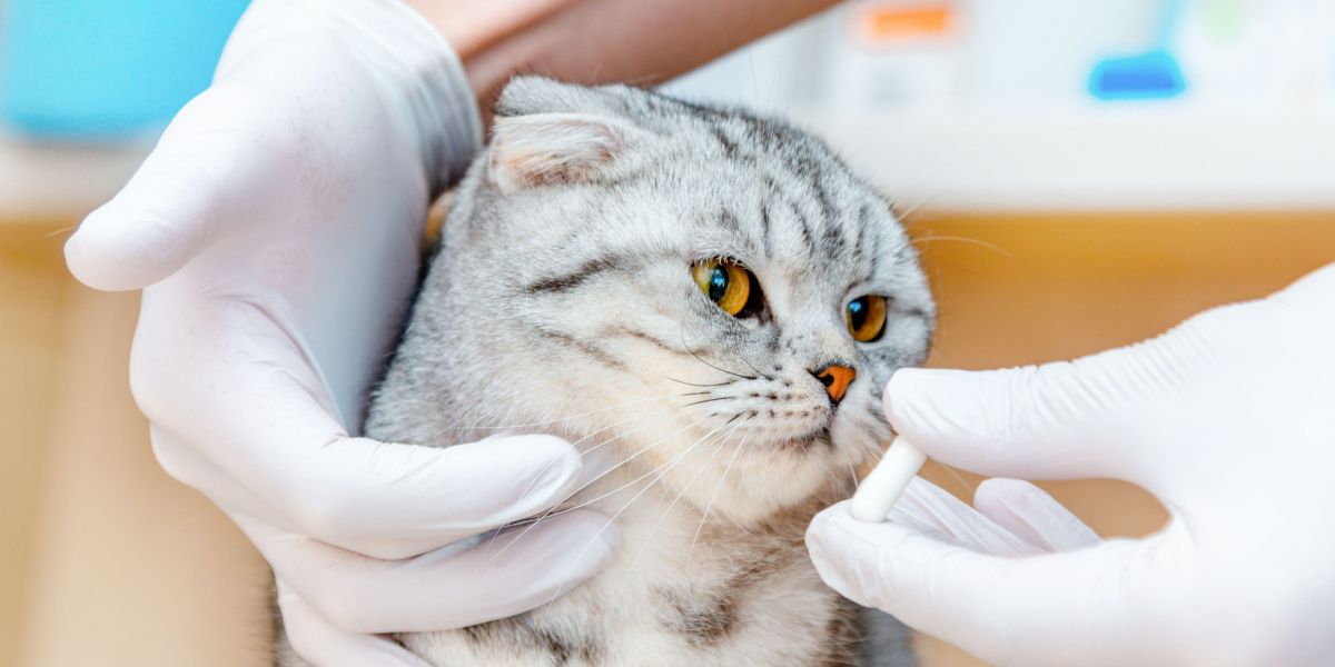 Dierenarts geeft medicatie aan kat