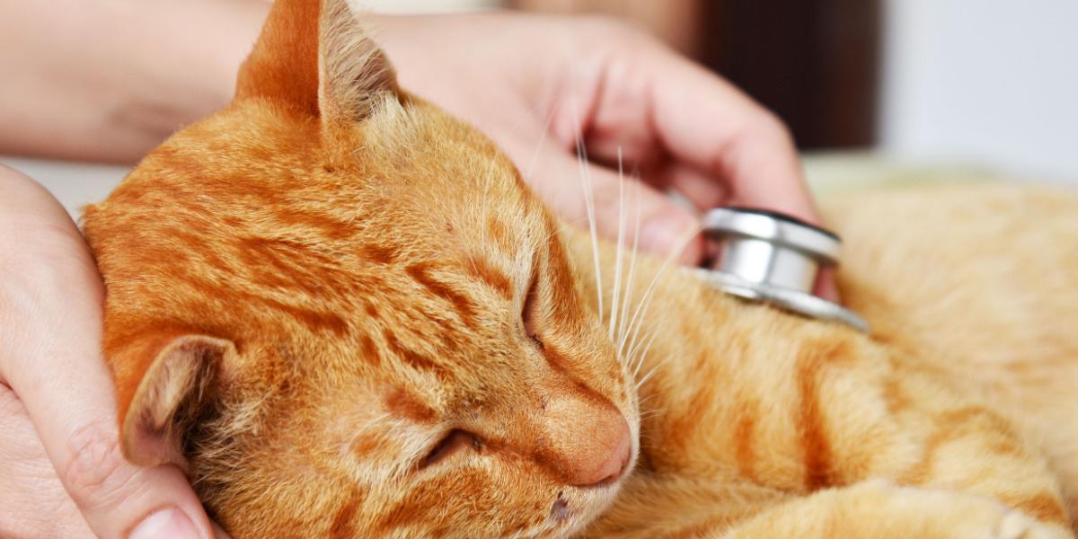 Bradycardie bij katten: oorzaken, symptomen, & Behandeling