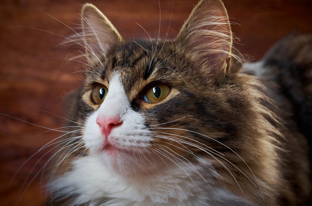 close-up langharige kat