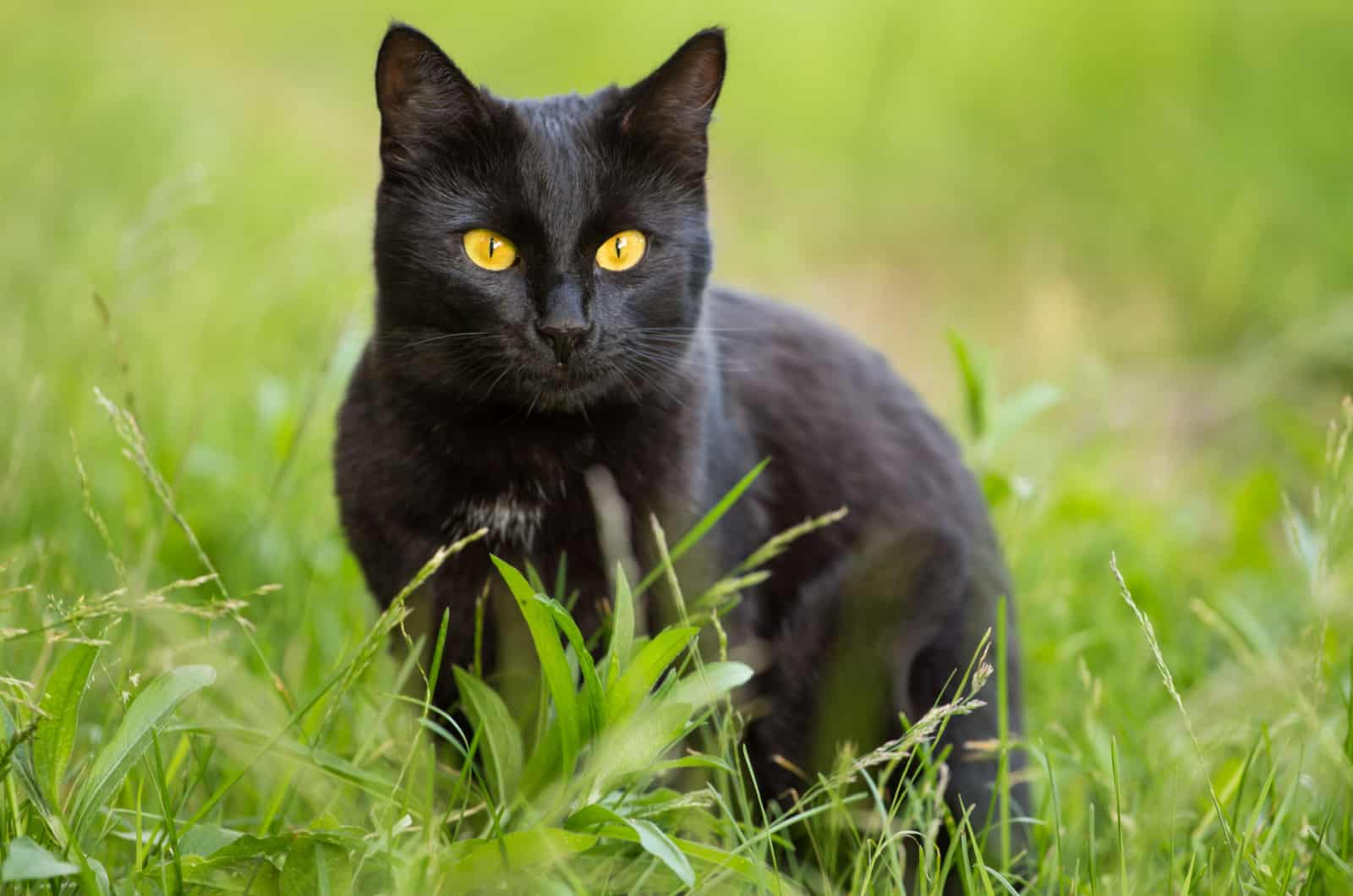 Bombay zwarte kat die in gras zit