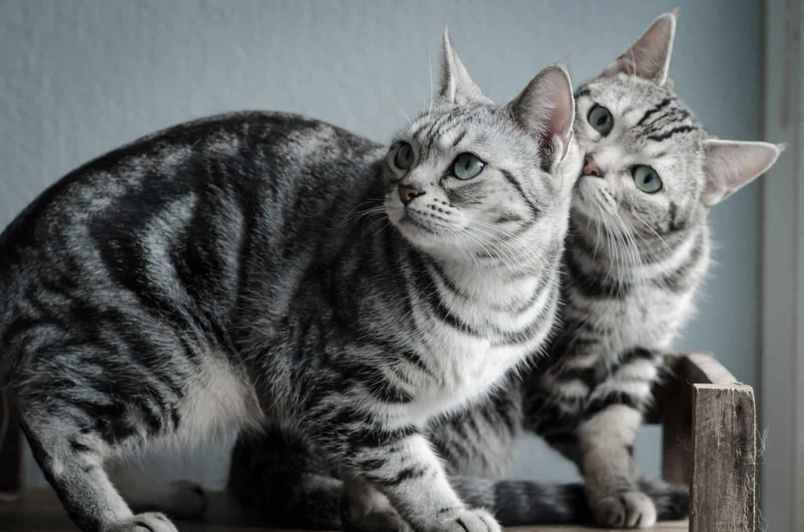 twee kortharige katten