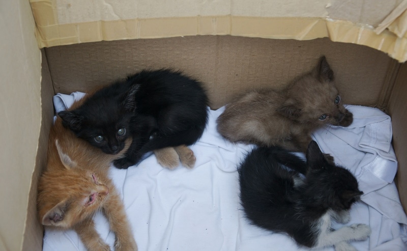 kittens rustend in karton