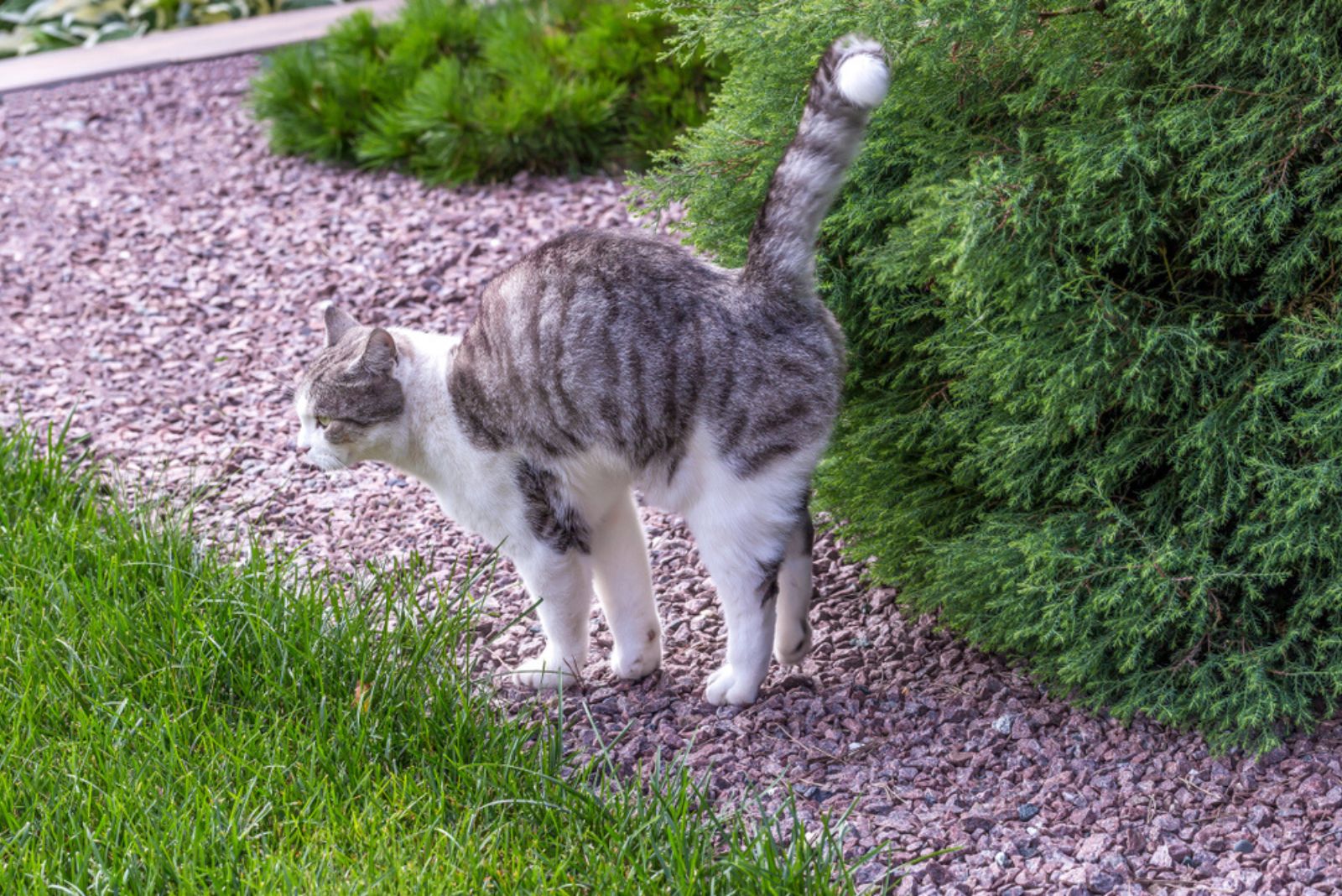 De kat in de tuin staat met zijn staart en lichaam omhoog