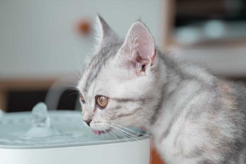 grijs en wit kitten drinkt water bij de drinkfontein voor huisdieren