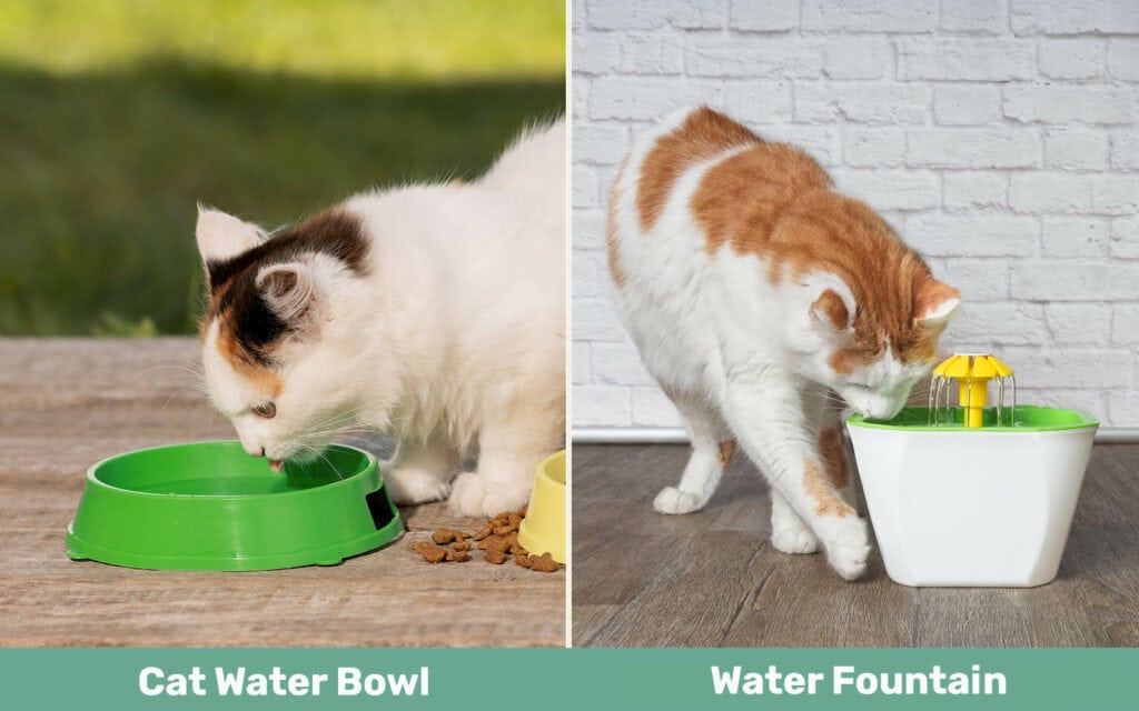 Cat Water Bowl vs Fountain naast elkaar