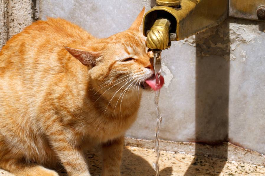 Kat drinkt waterfontein