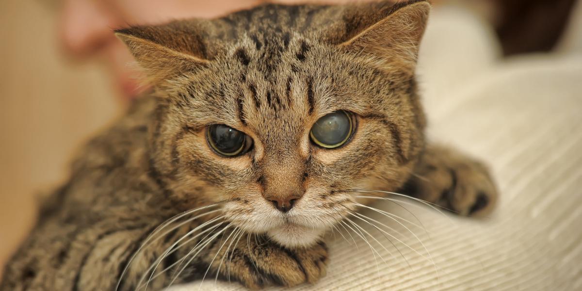 Taurine-deficiëntie bij katten: oorzaken, symptomen en behandeling