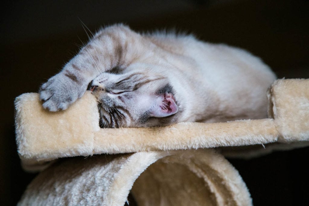 Kat wrijft gezicht op kattentoren