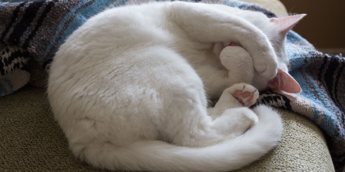 Witte kat opgerold op een bank met poten die haar gezicht bedekken