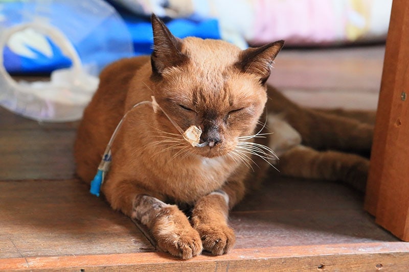 Siamese oudere kat ziek met kanker heeft een voedingssonde bevestigd aan zijn neus naar maag