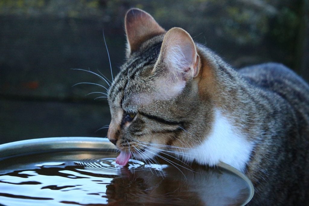 kat drinkt water_Pixabay