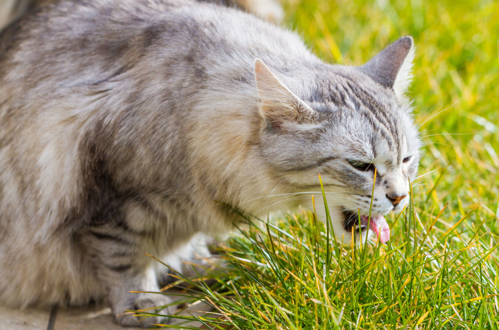 kat braken in gras