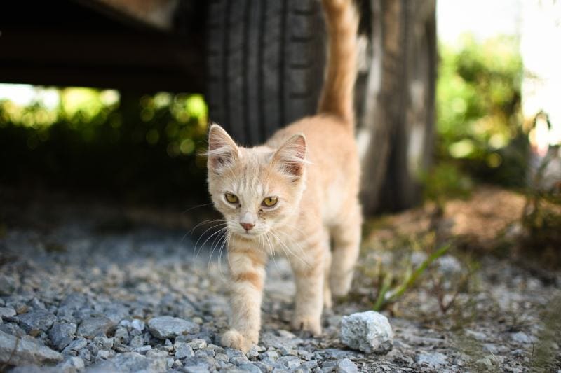 oranje crème kitten lopen op grindsteen