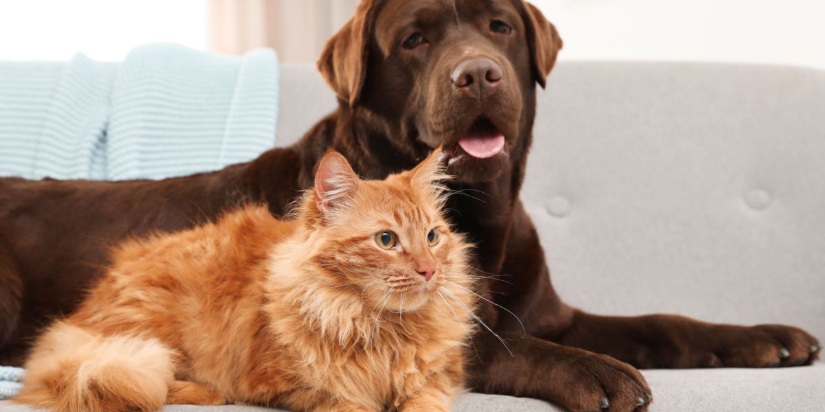 Kat en hond samen op de bank