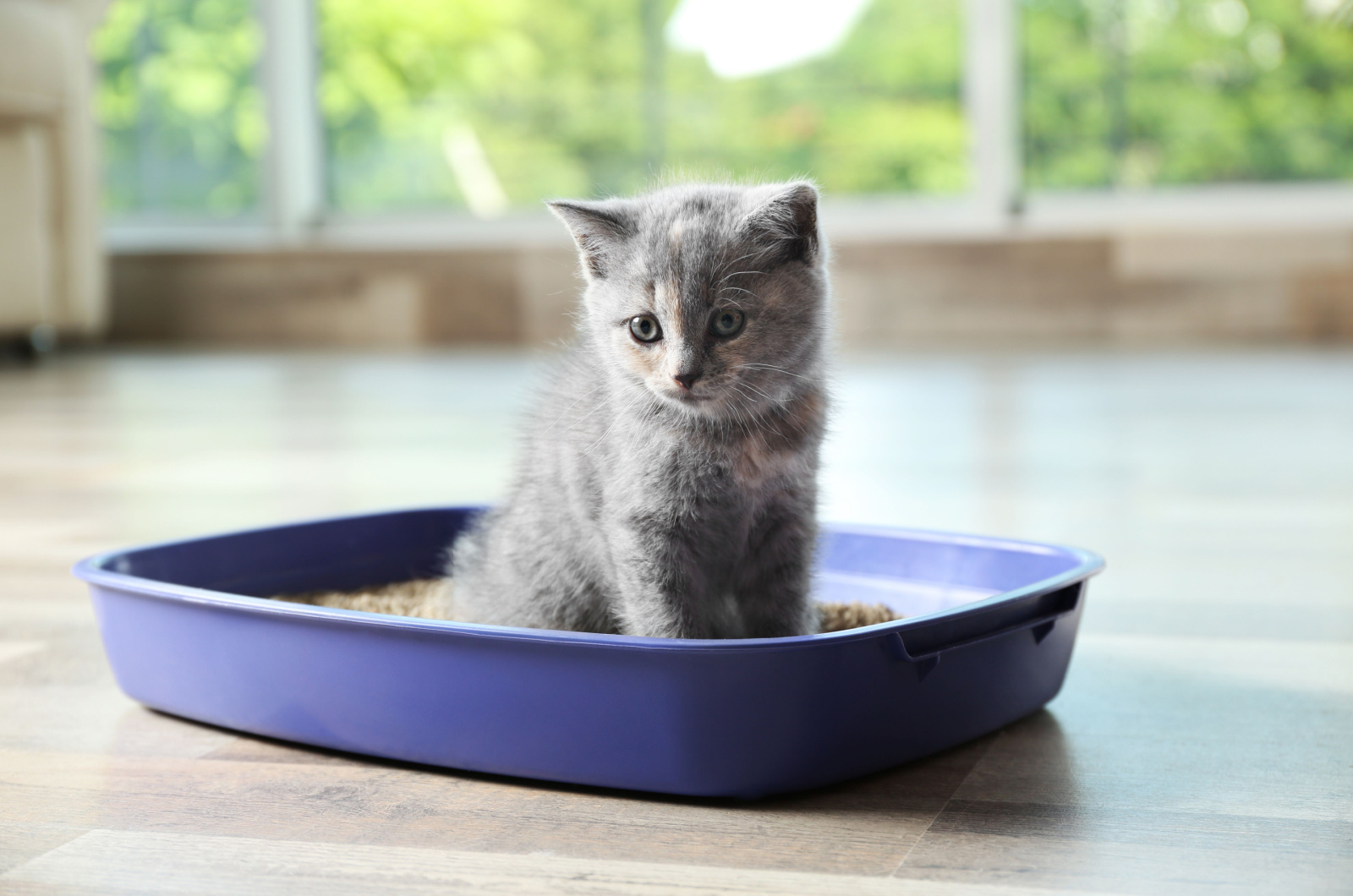 grijs kitten in een blauwe kattenbak