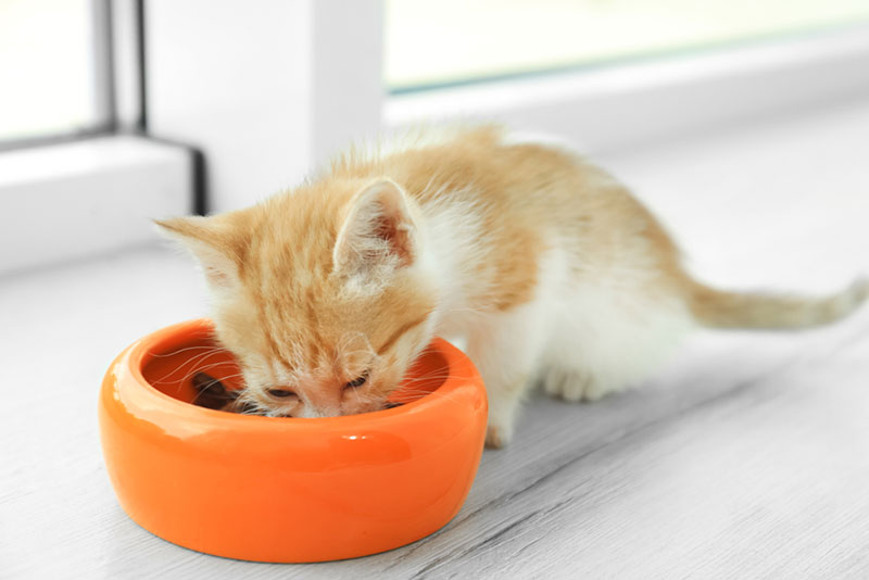 klein kitten dat voedsel uit de voerbak eet