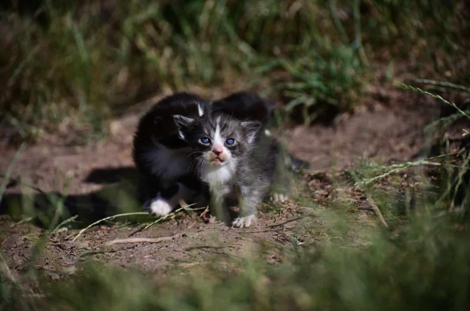 kittens zonder moeder
